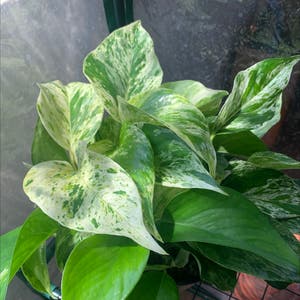 Marble Queen Pothos plant photo by Saltygoose named Sqweezy qween on Greg, the plant care app.