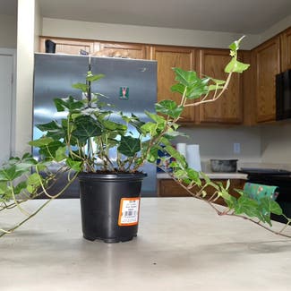 English Ivy plant in Phoenix, Arizona