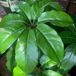 Umbrella Tree plant photo by @Saltygoose named Timmy on Greg, the plant care app.