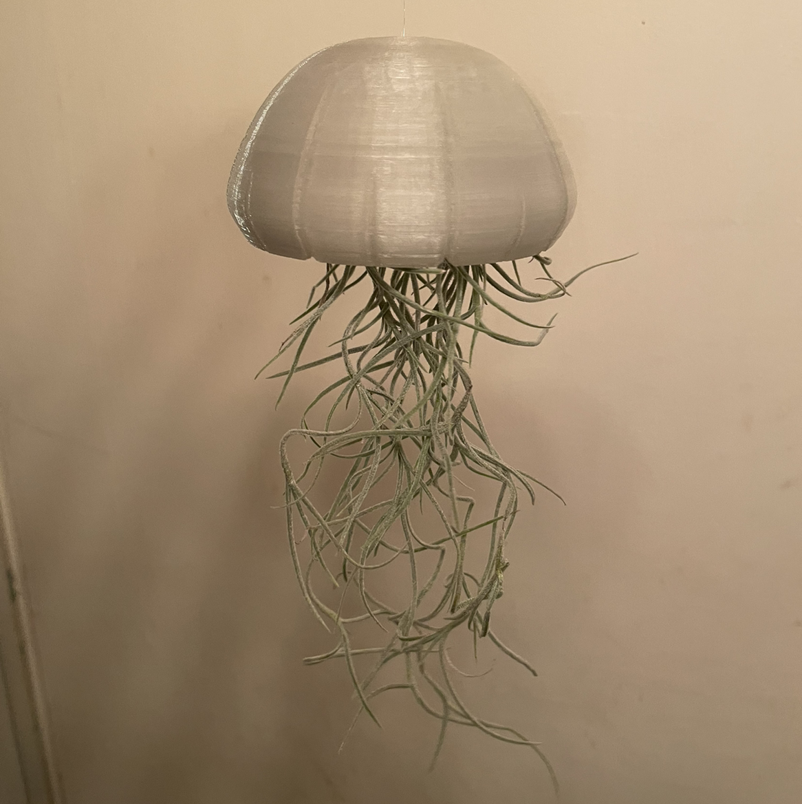 Hanging Spanish Moss plant with no visible discoloration or disease.