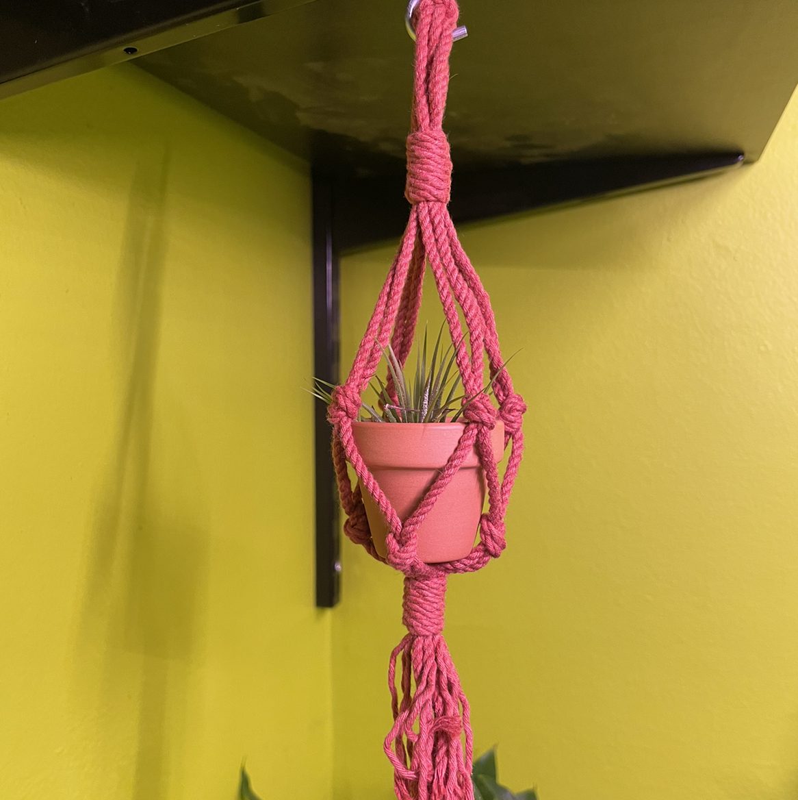 Tillandsia ionantha 'Guatemala' in a pink macrame hanger, healthy and well-framed.