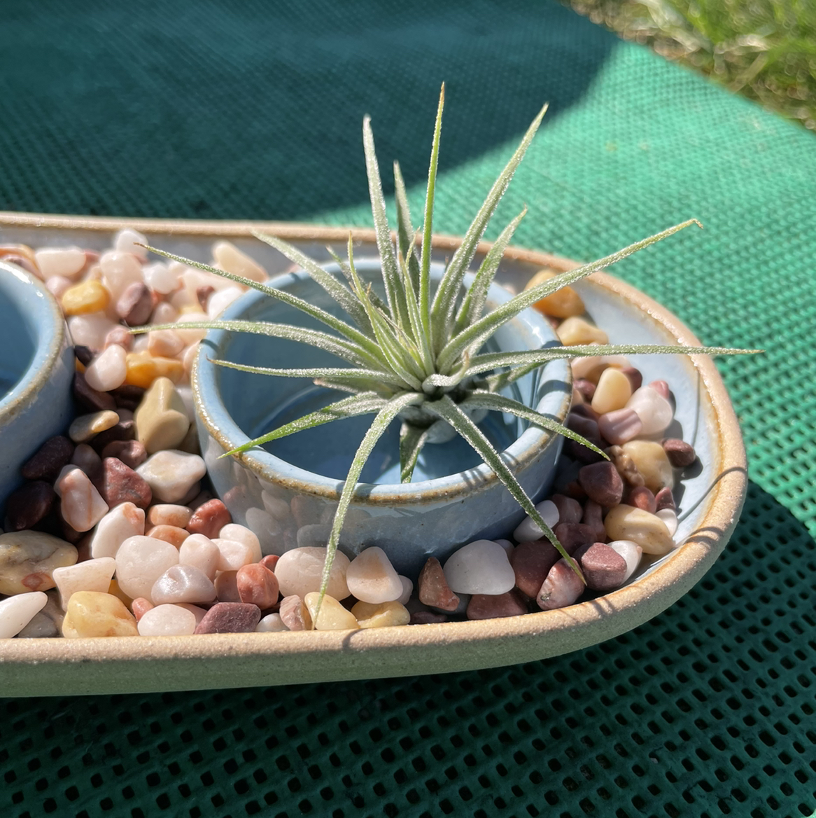 Photo of the plant species Tillandsia ionantha 'Guatemala' by @PickledPlant named Pippin on Greg, the plant care app