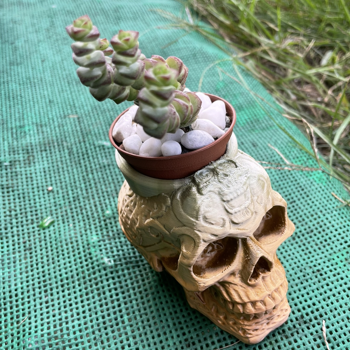 Crassula rupestris plant in a small pot on a decorative skull, with a green mat and grass in the background.