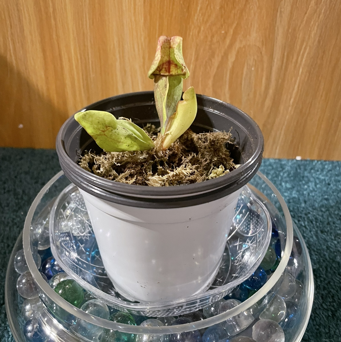 Purple Pitcher Plant in a white pot with some leaf discoloration.
