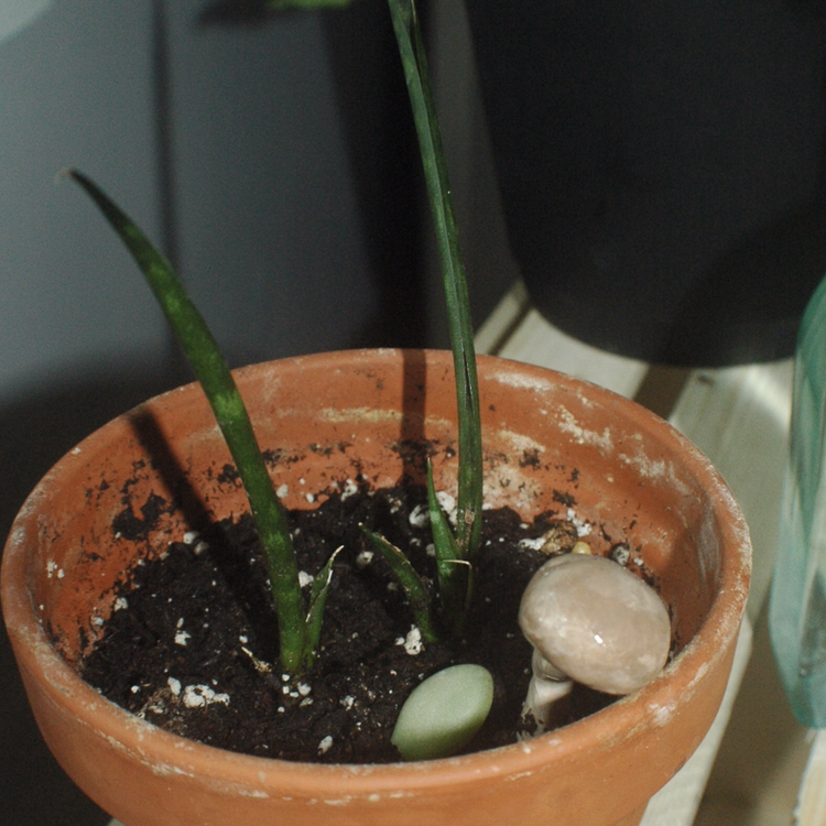 Snake Plant plant photo by Addy named Shy guy on Greg, the plant care app.