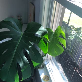Monstera plant in Welland, Ontario