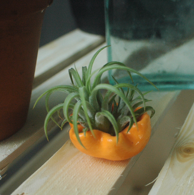 Blushing Bride Air Plant plant photo by Addy named Harry styles on Greg, the plant care app.