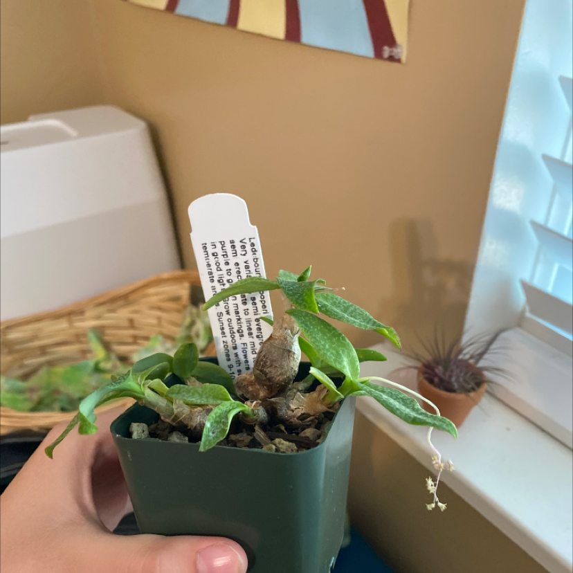 Photo of the plant species liliaceae by Meena named Ledeboura cooperi on Greg, the plant care app