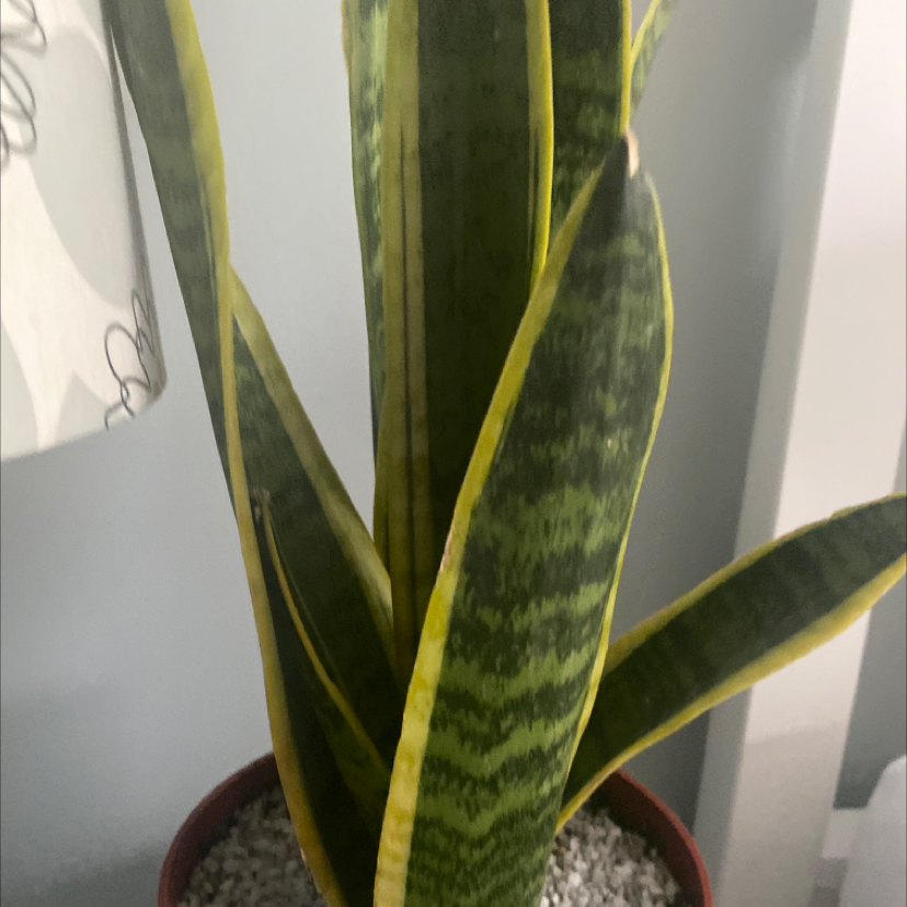 Snake Plant plant photo by Arlene named Your plant on Greg, the plant care app.