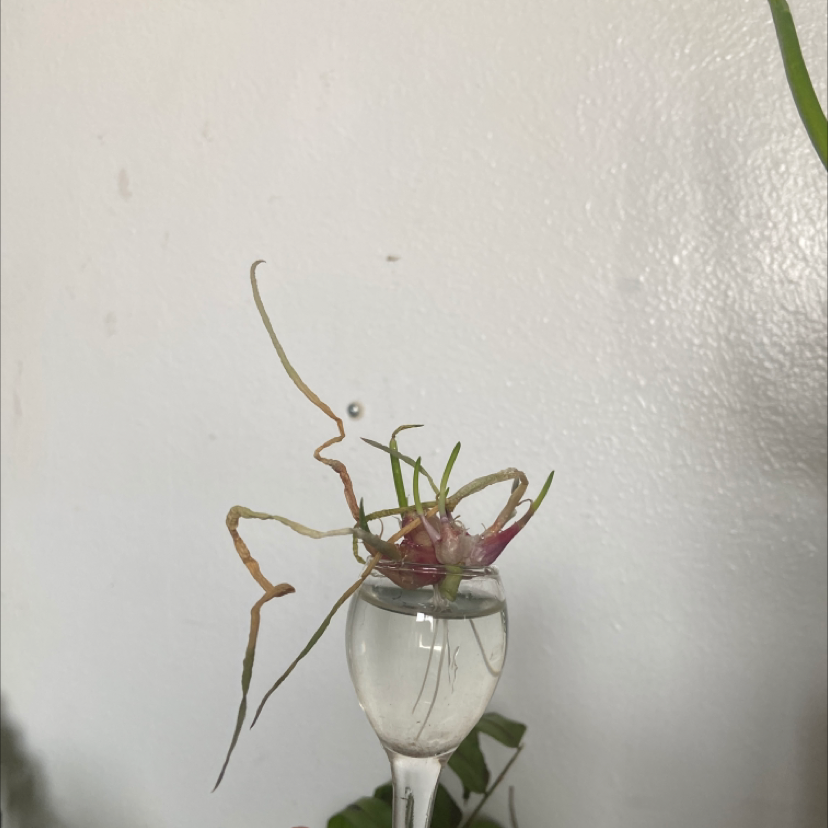 Photo of the plant species Scytheleaf Onion by @JennaJay7 named Baby shrek on Greg, the plant care app