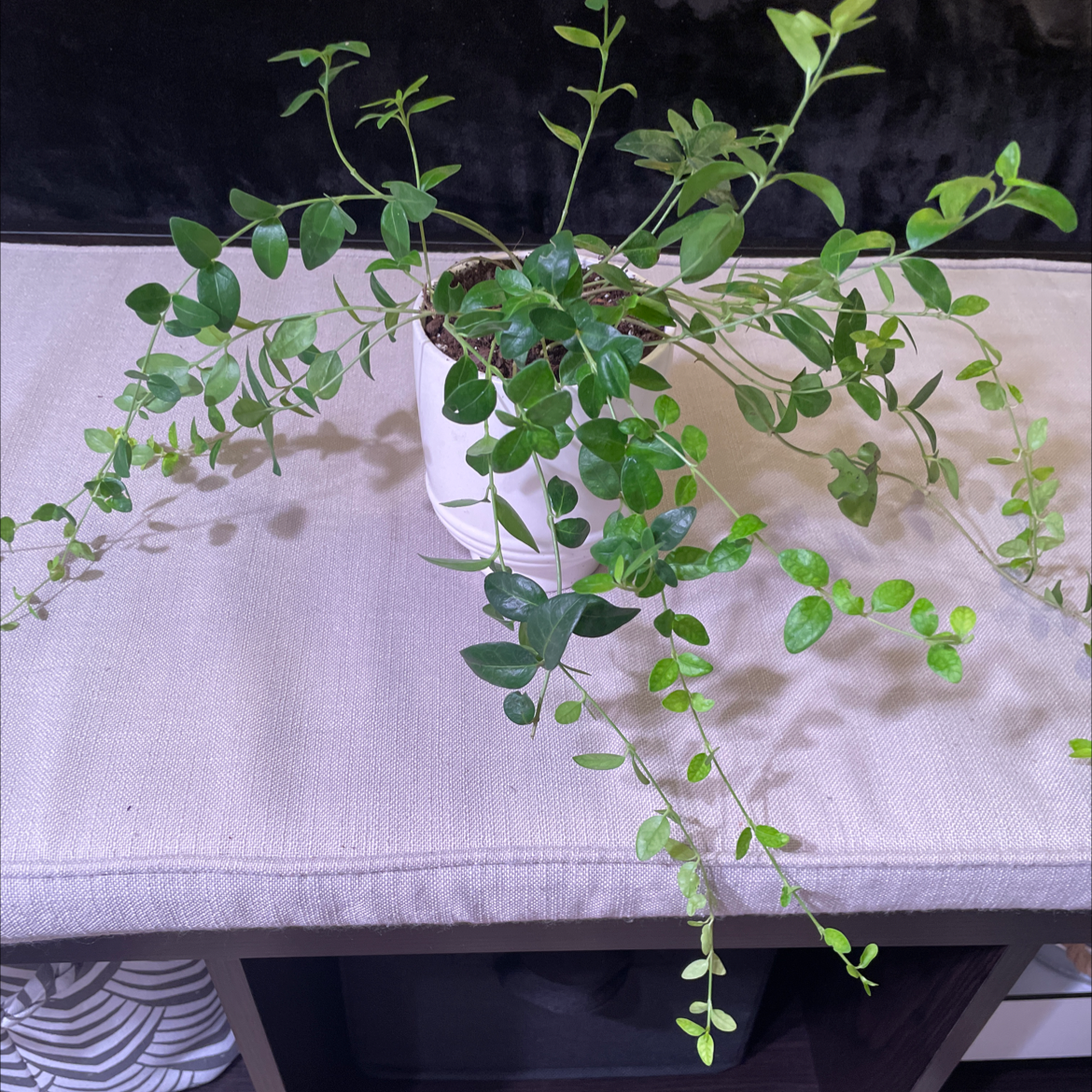 Potted Common Myrtle plant with trailing stems and green leaves.