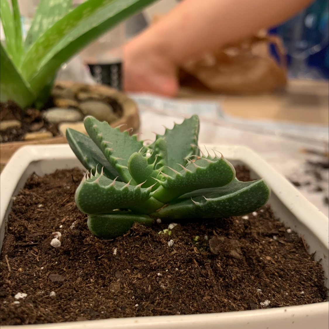 Tiger's Jaw plant in a white pot with visible soil and a hand in the background.