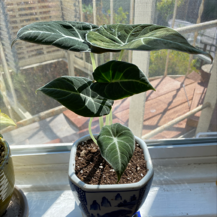 Black Velvet Alocasia plant in a pot on a windowsill with visible soil and healthy leaves.