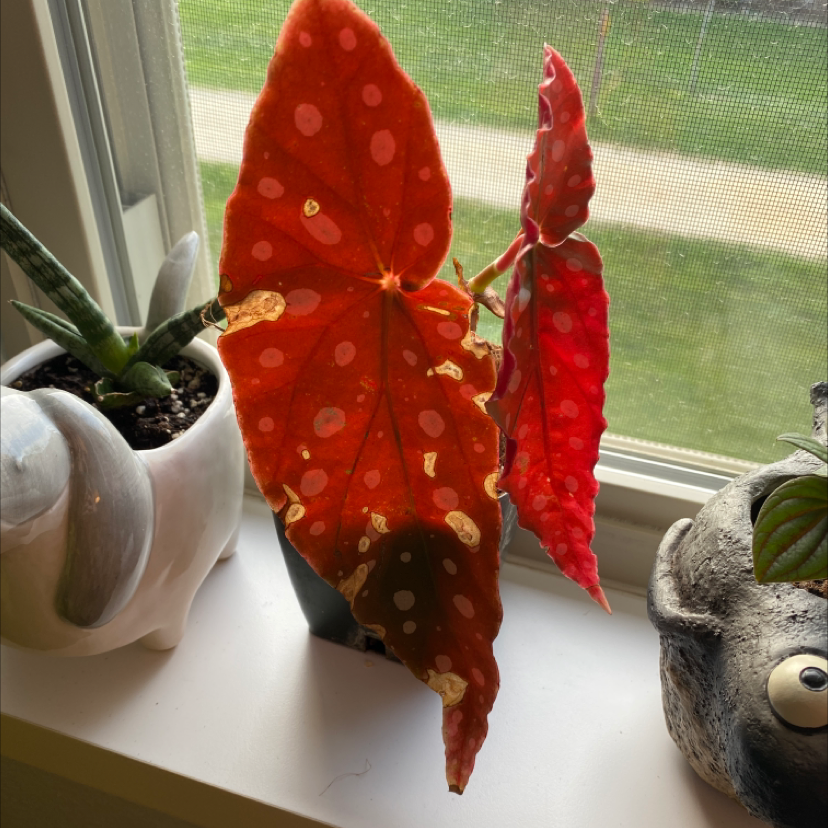 Polka Dot Begonia with red leaves and white spots on a windowsill, some browning at the edges.