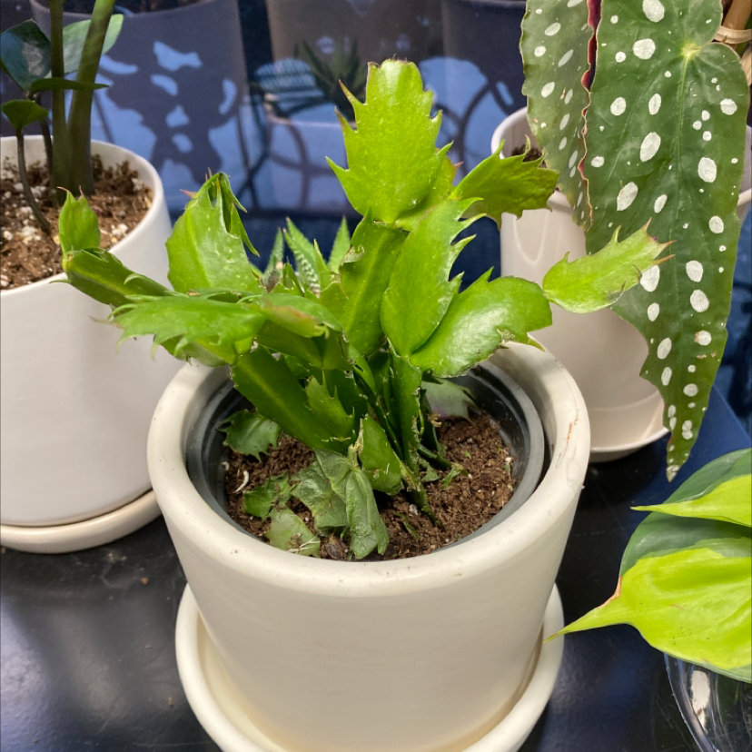 Potted false Christmas Cactus with vibrant green leaves, soil visible, no signs of disease.