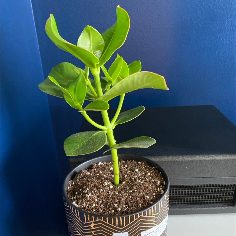 A healthy young Autograph Tree in a pot with well-drained soil.