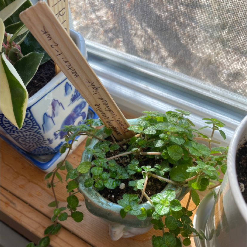 Creeping Charlie plant photo by @franny named Heather on Greg, the plant care app.