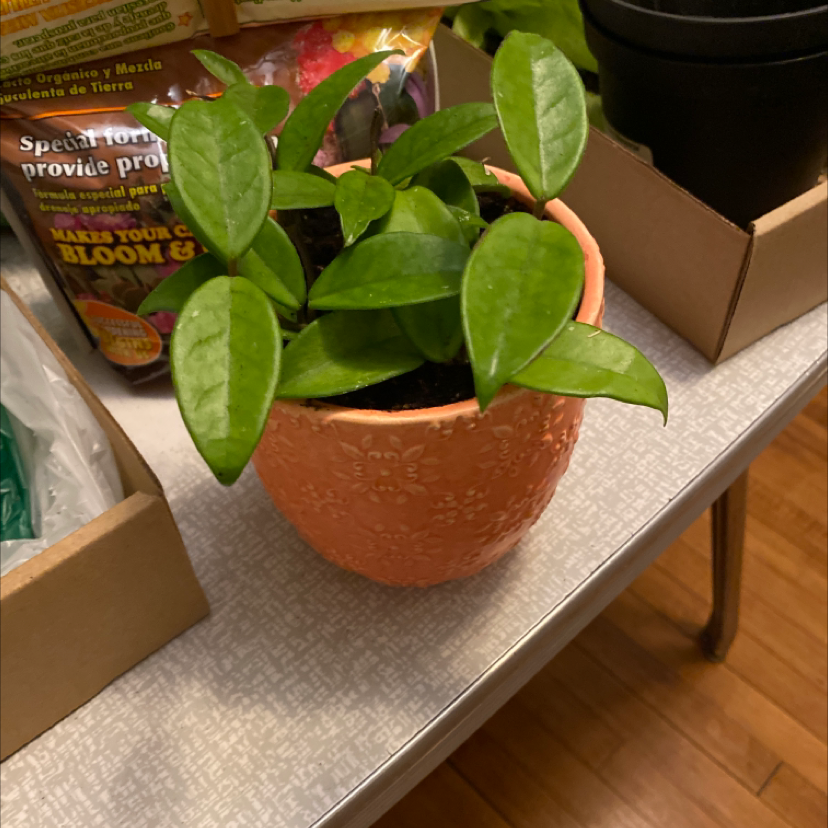 Waxplant plant photo by @franny named Gaga on Greg, the plant care app.
