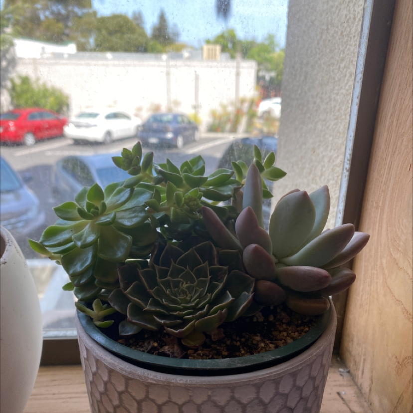 A healthy Pearl Echeveria succulent in a pot on a windowsill.