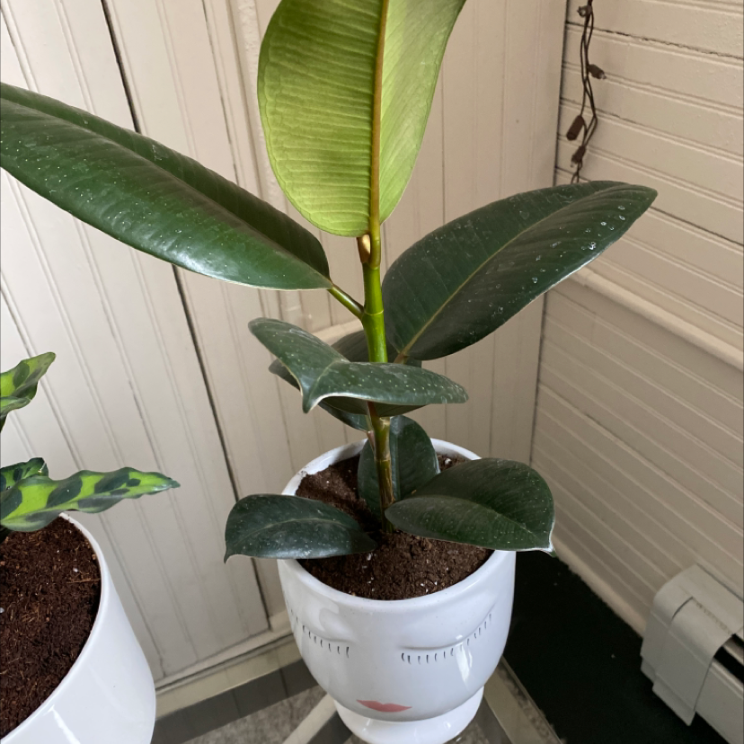Healthy rubber plant with glossy dark green leaves in a white ceramic pot, well-lit indoor setting.