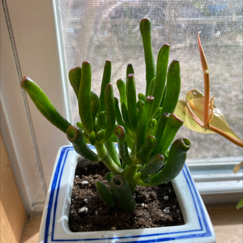 Photo of the plant species Finger Jade by @franny named Squidward on Greg, the plant care app