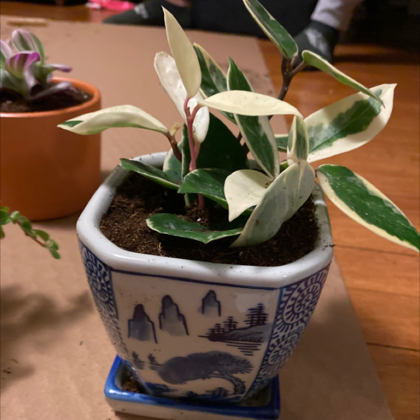 Variegated Hoya carnosa 'Compacta' plant photo by @franny named Patrice on Greg, the plant care app.