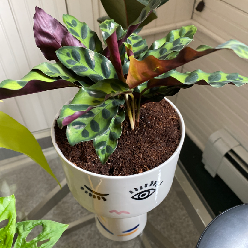 Rattlesnake Plant plant photo by @franny named Winky on Greg, the plant care app.
