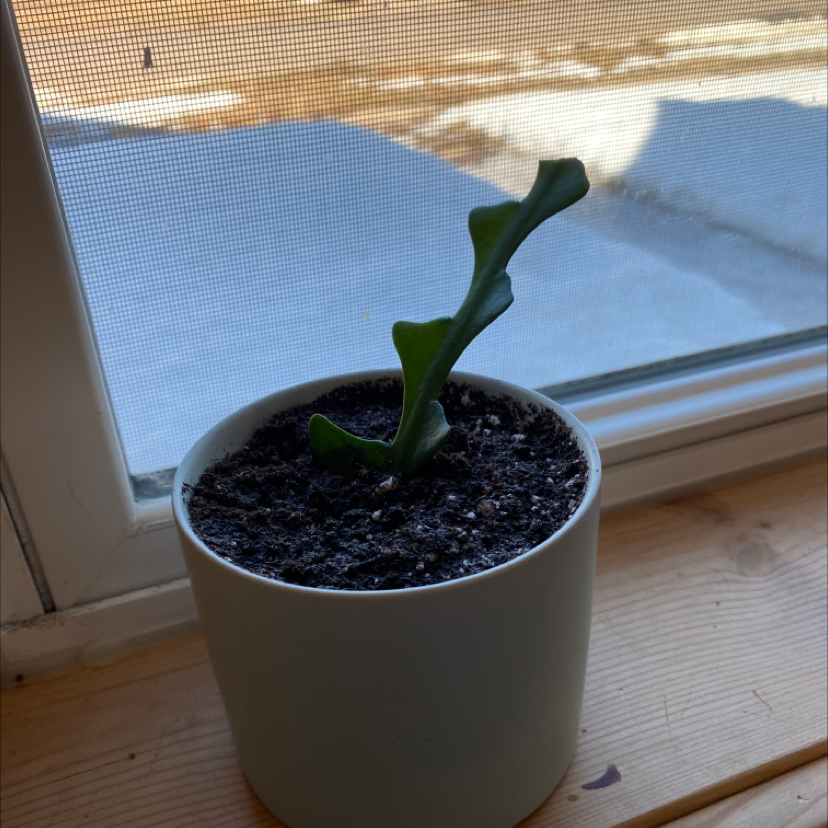 Fishbone Cactus in a white pot on a windowsill with visible soil.