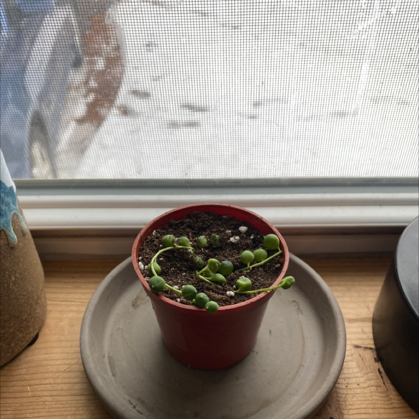 String of Pearls plant in a red pot on a saucer, with a snowy window background.