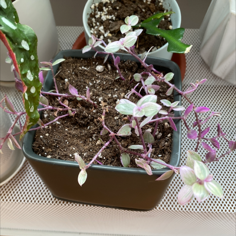 Healthy Tradescantia fluminensis plant with green and purple variegated leaves in a turquoise pot, slight leaf tip yellowing visible.
