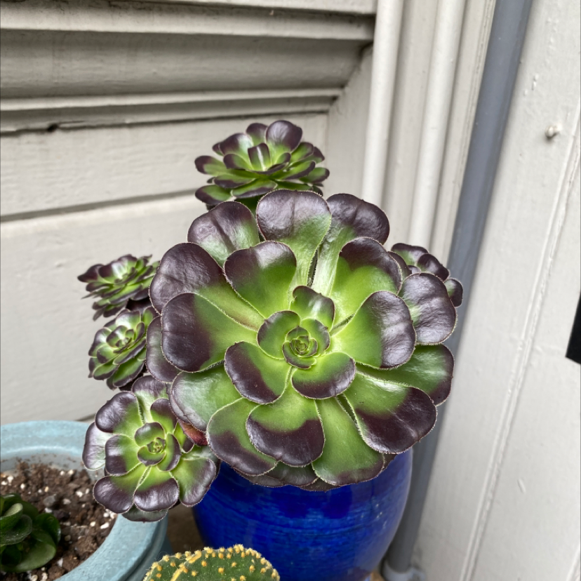 Tree Aeonium plant in a blue pot with vibrant green and dark purple leaves.
