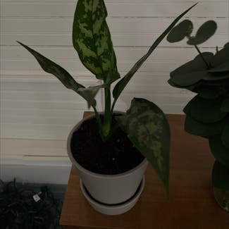 Chinese Evergreen plant in San Francisco, California