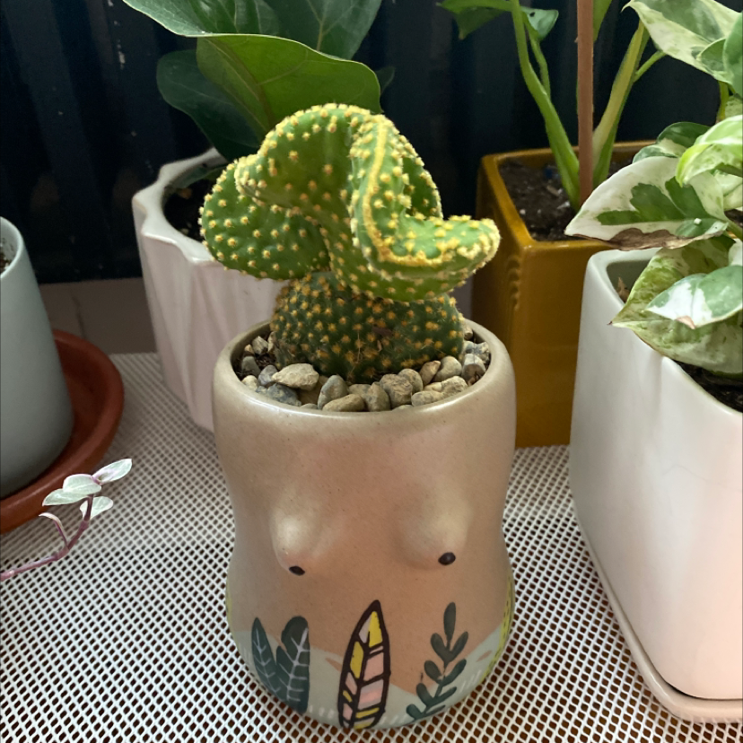 Bunny Ears Cactus in a decorative pot, healthy and well-framed.