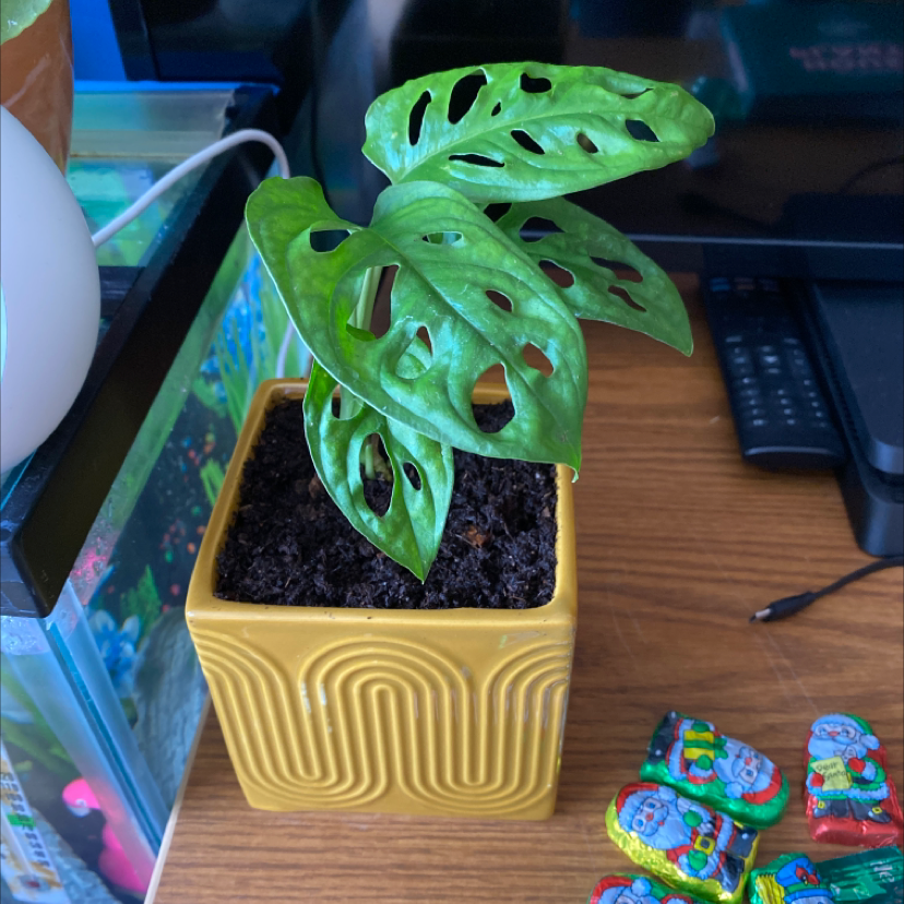 Swiss Cheese Vine (Monstera adansonii) in a yellow pot with visible soil on a wooden surface.