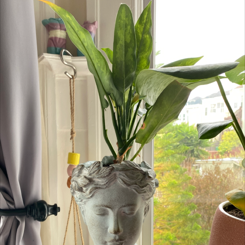Healthy Chinese Evergreen plant with shiny green leaves in a ceramic head planter on a bright windowsill.
