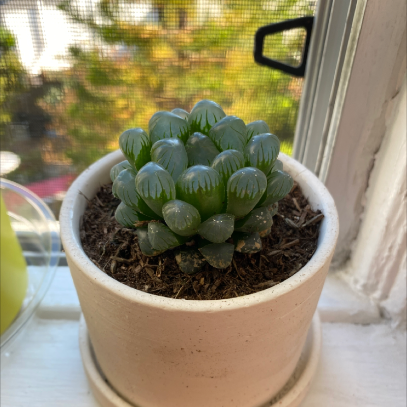 Haworthia cooperi plant in a small pot on a windowsill, with visible soil.