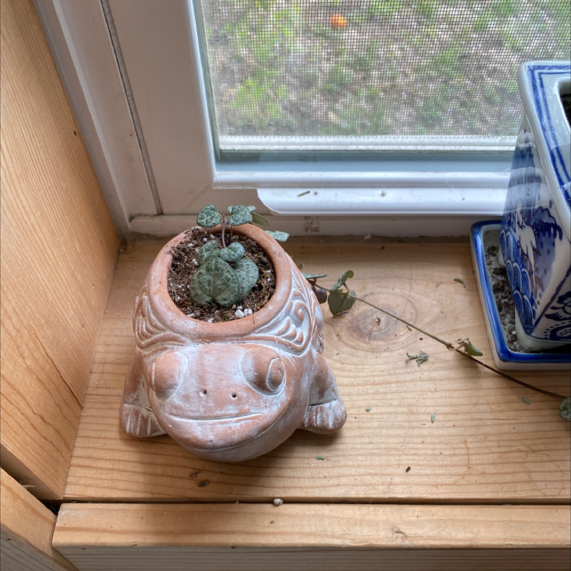 String of Hearts plant in a decorative pot on a windowsill with some leaf discoloration.