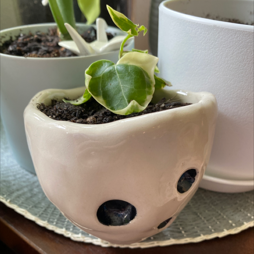 Variegated ivy plant in a white pot with healthy green and white leaves.