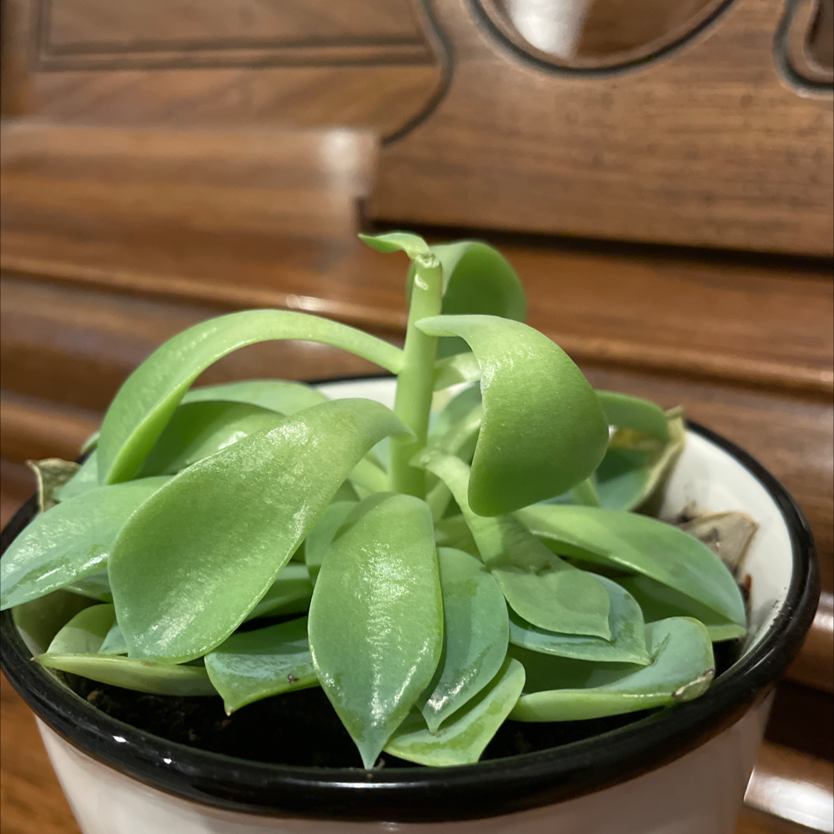 Blue Echeveria plant photo by @Jwimm named Limp Bizkit on Greg, the plant care app.