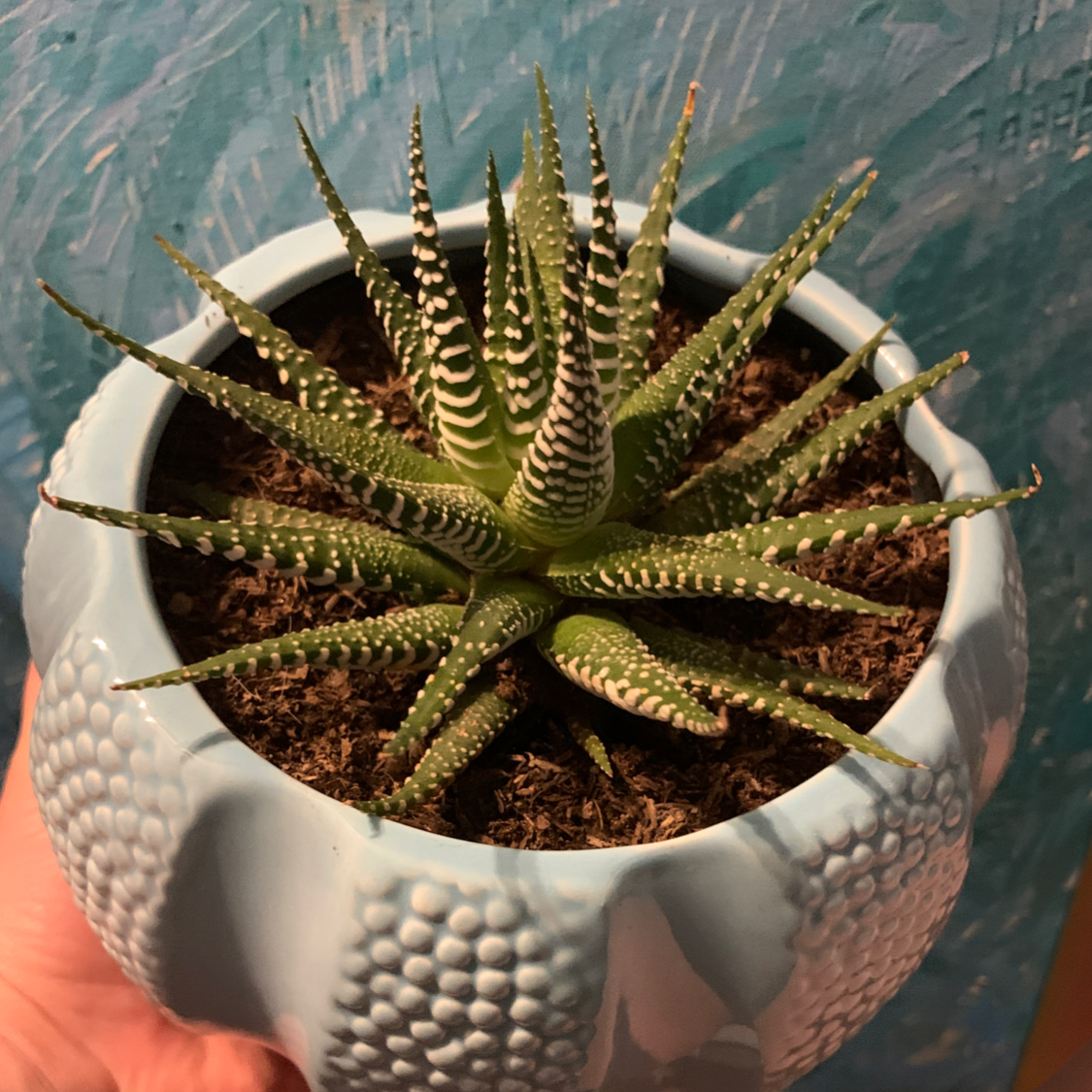 Zebra Plant plant photo by @kpsminigarden named Zeke on Greg, the plant care app.