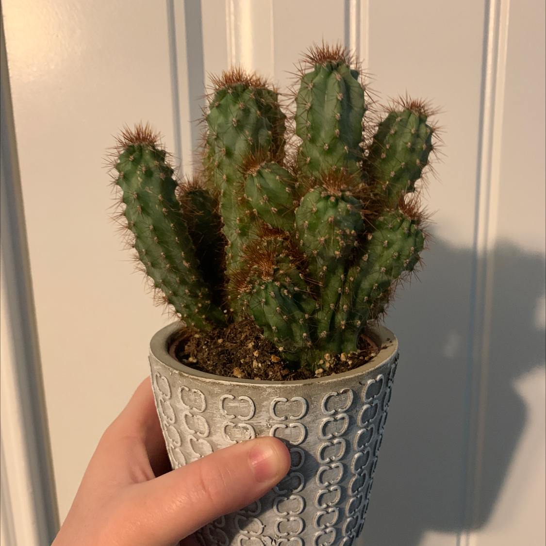 Peruvian Apple Cactus plant photo by @kpsminigarden named Sheila on Greg, the plant care app.