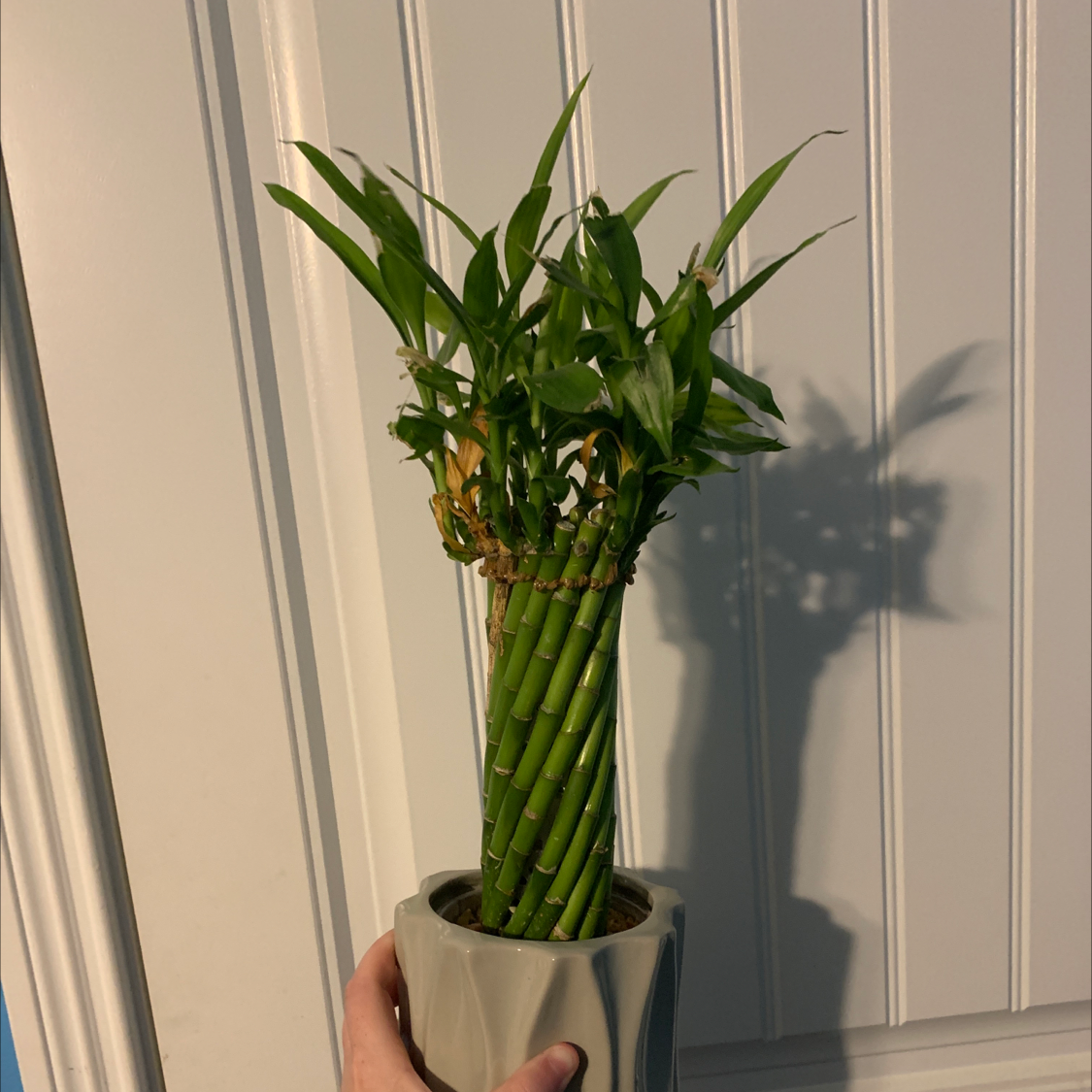 Photo of the plant species Lucky Bamboo by @kpsminigarden named Liquid Luck on Greg, the plant care app