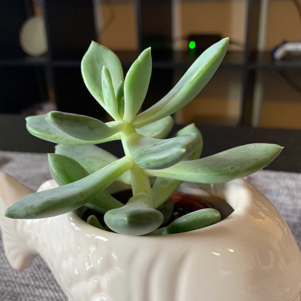 Healthy Variegated Jade plant in a decorative pot.