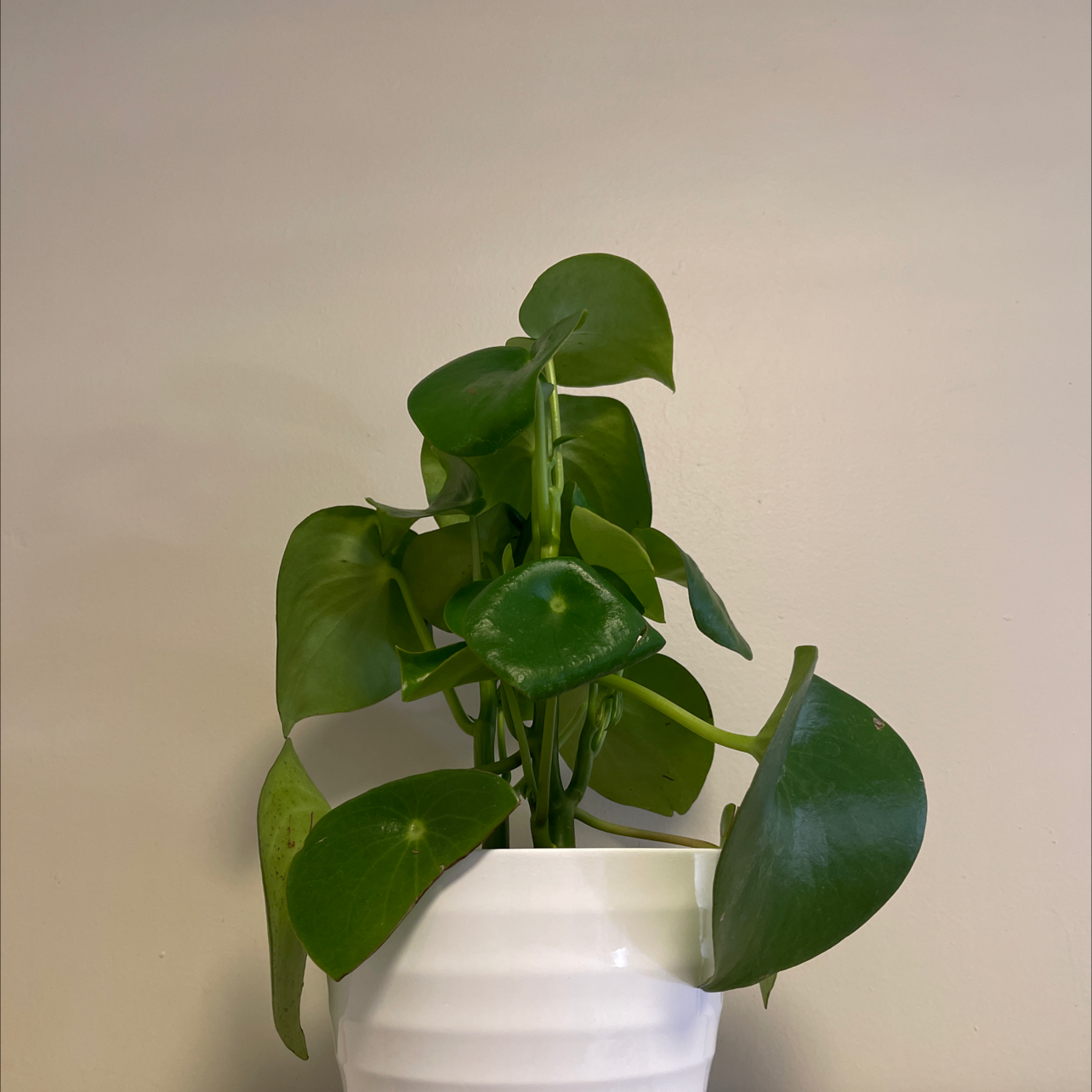 Raindrop Peperomia plant in a white pot with healthy green leaves.