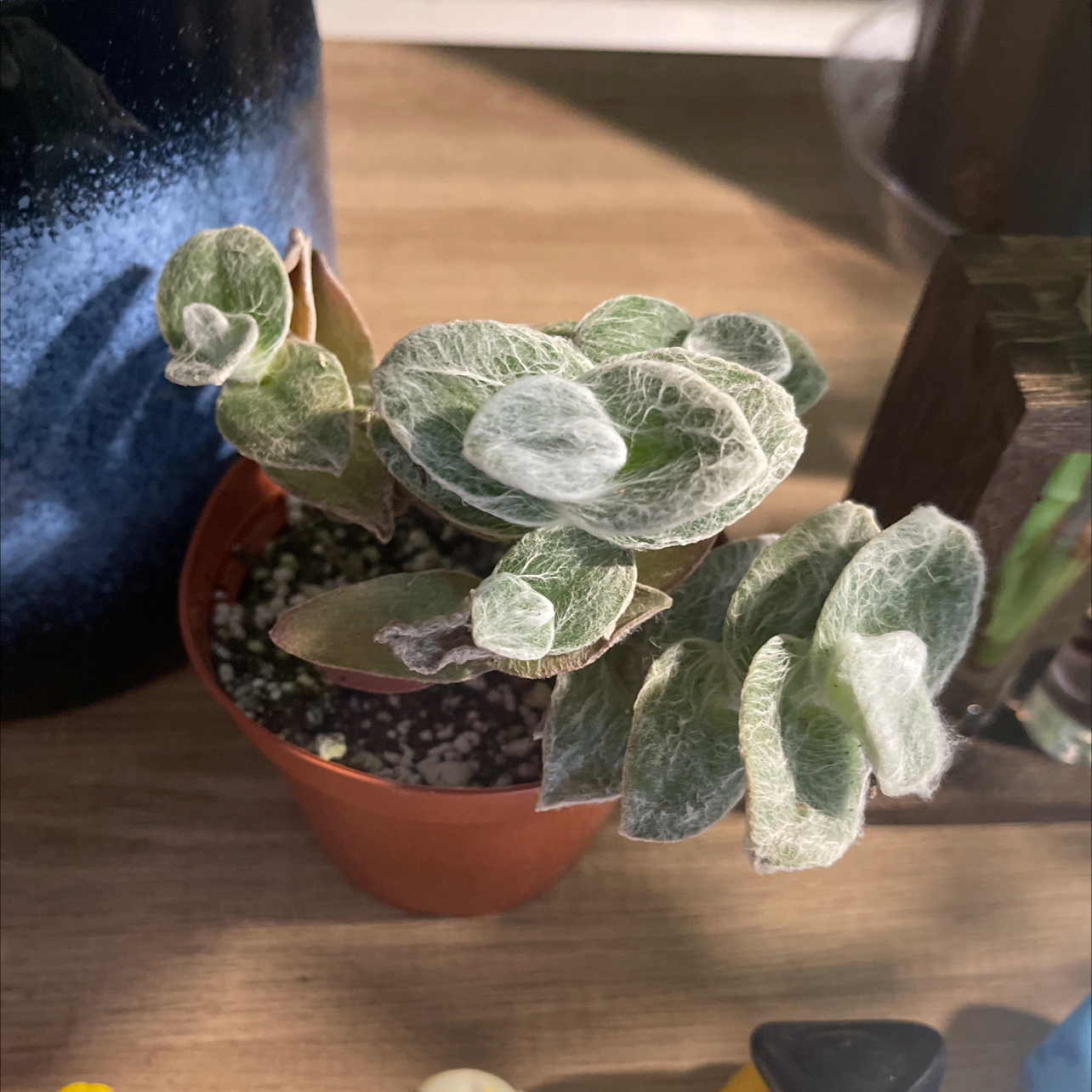 Potted White Velvet plant with fuzzy leaves, well-framed and in focus.