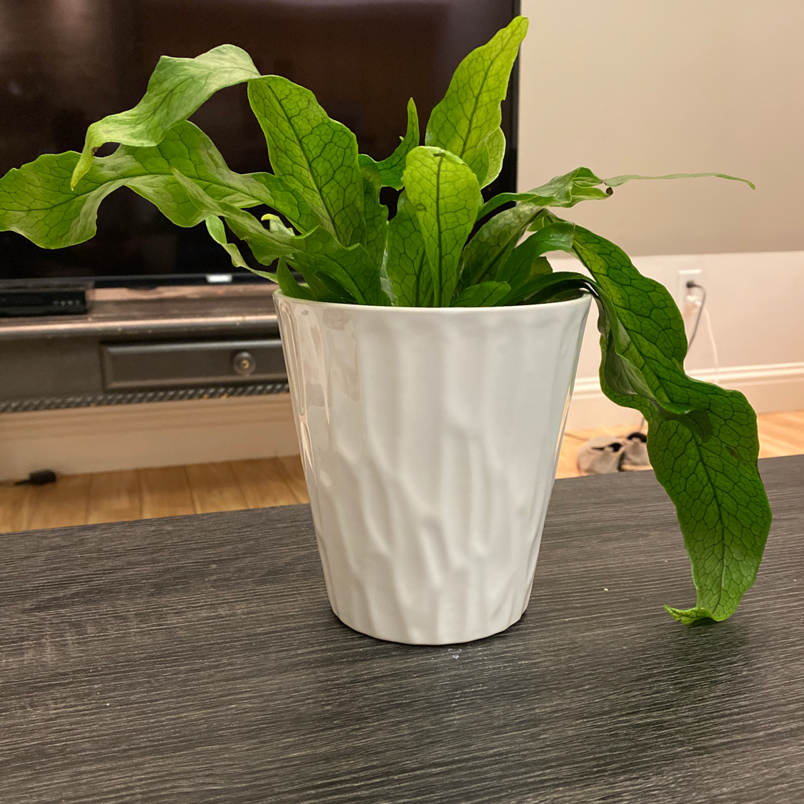 Photo of the plant species Crocodile Fern by @AdamAbel named Guthrie on Greg, the plant care app