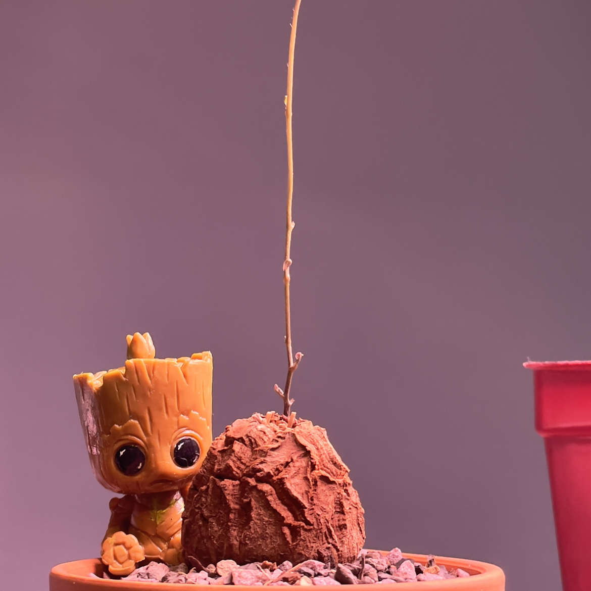 Hottentot Bread plant in a pot with a decorative figure beside it.