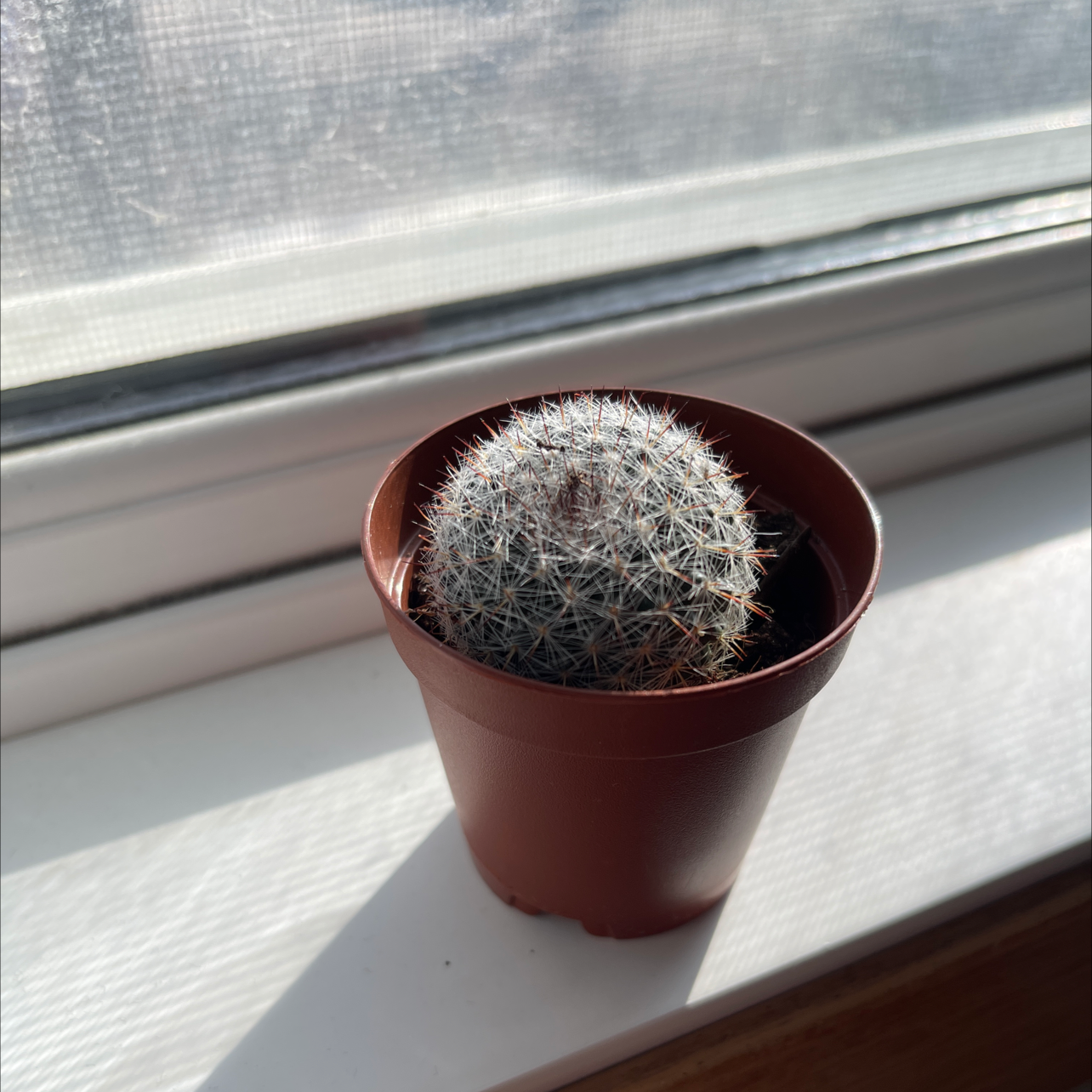 A healthy Mammillaria Haageana cactus in a brown pot on a windowsill.