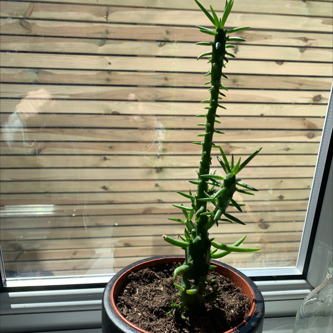 Eve's Needle Cactus plant photo by Craig named Shooter on Greg, the plant care app.