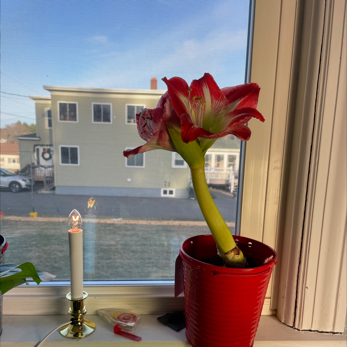 Barbosa Lily in a red pot on a windowsill with large red and white flowers.